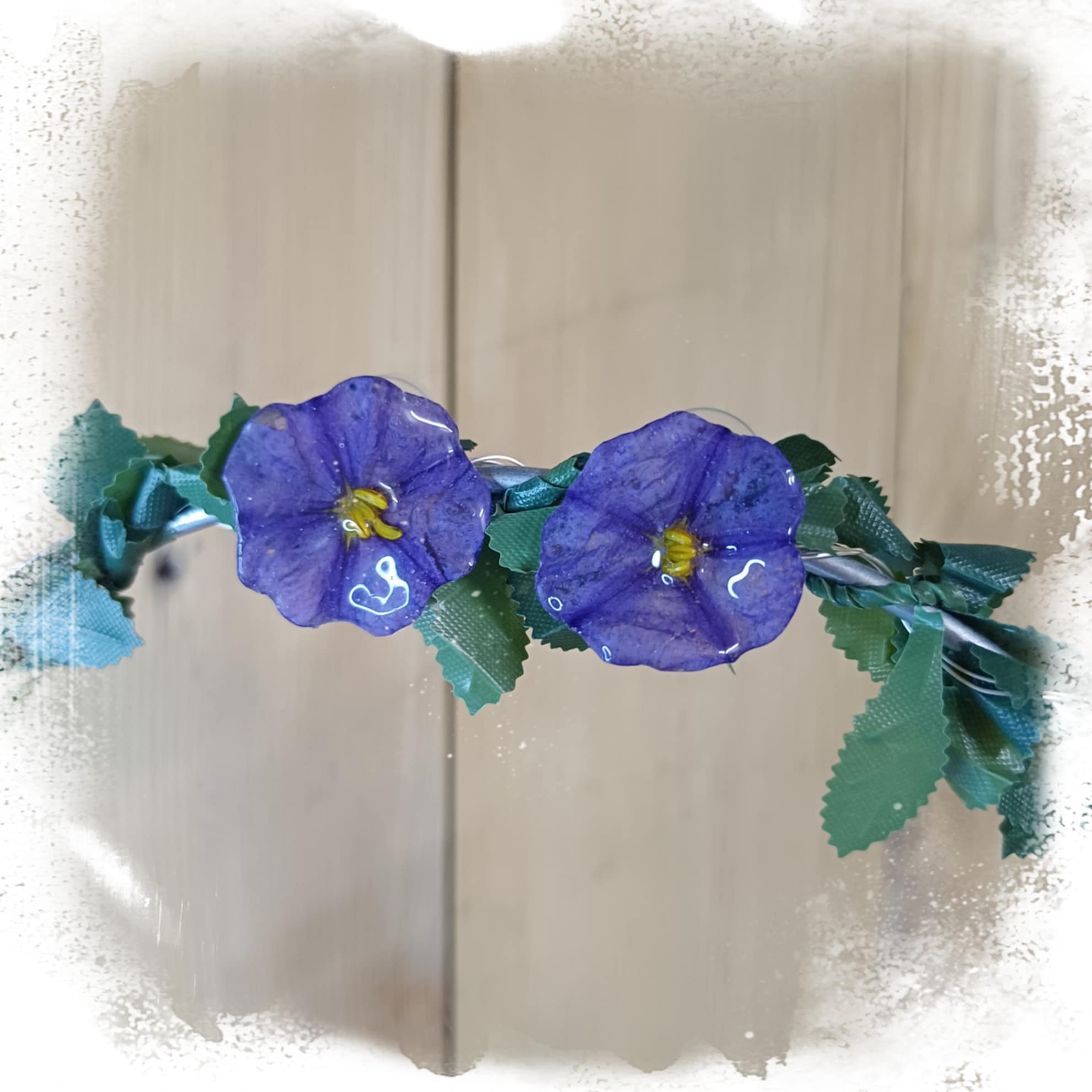 Puces d'oreilles Liseron de Mauritanie