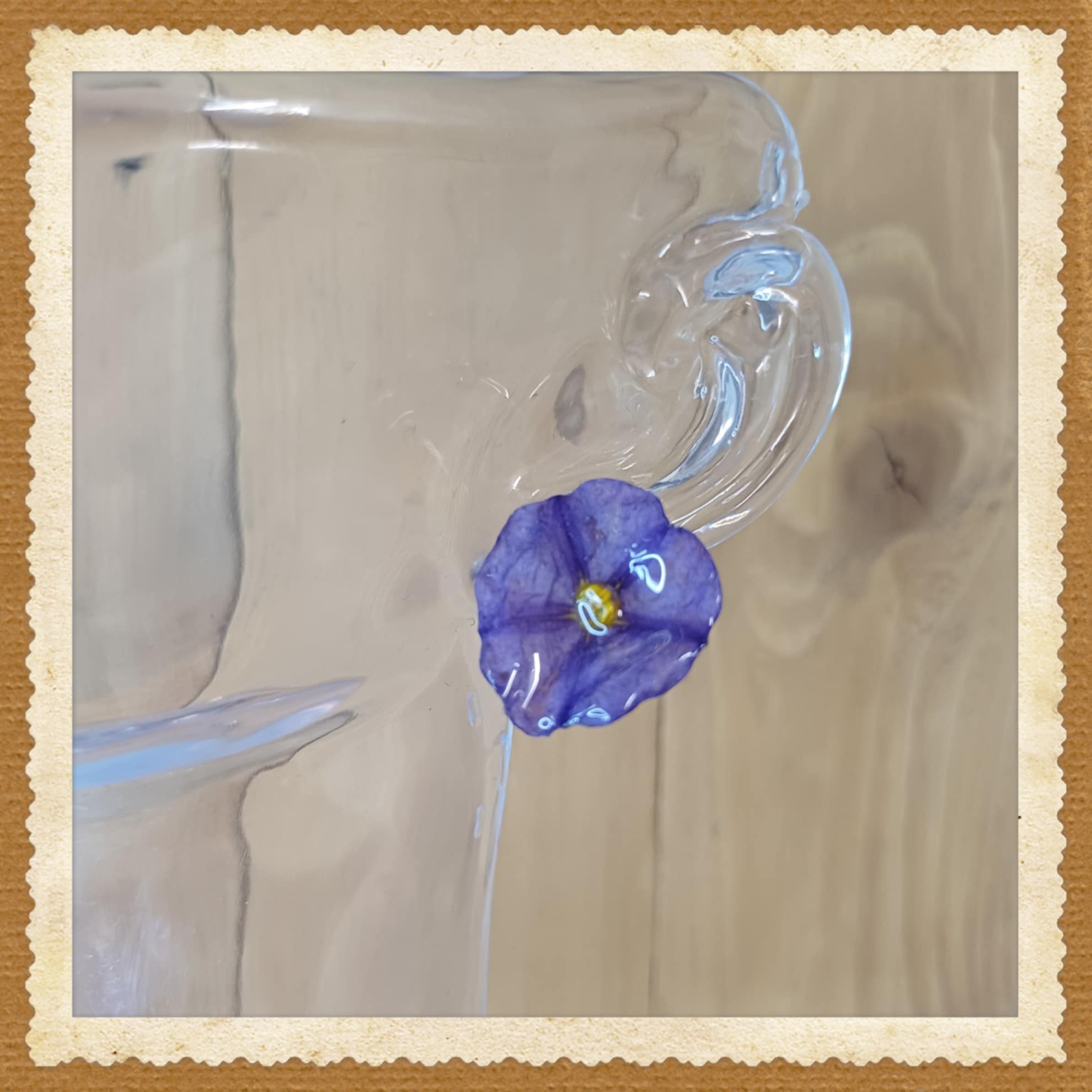 Puces d'oreilles Liseron de Mauritanie