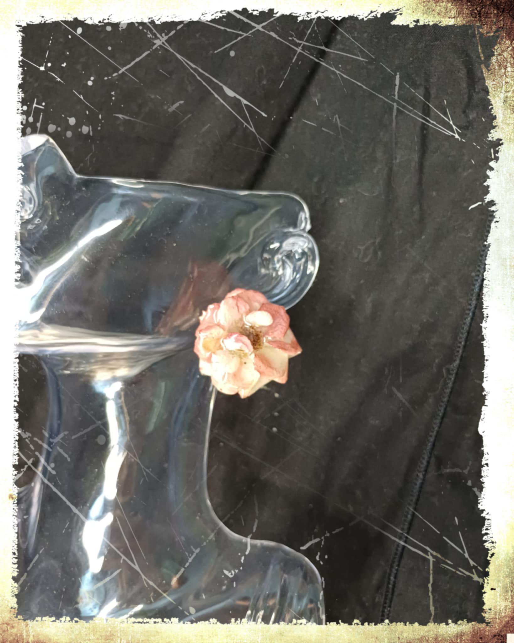 Puces d'oreilles Rose blanche et rose