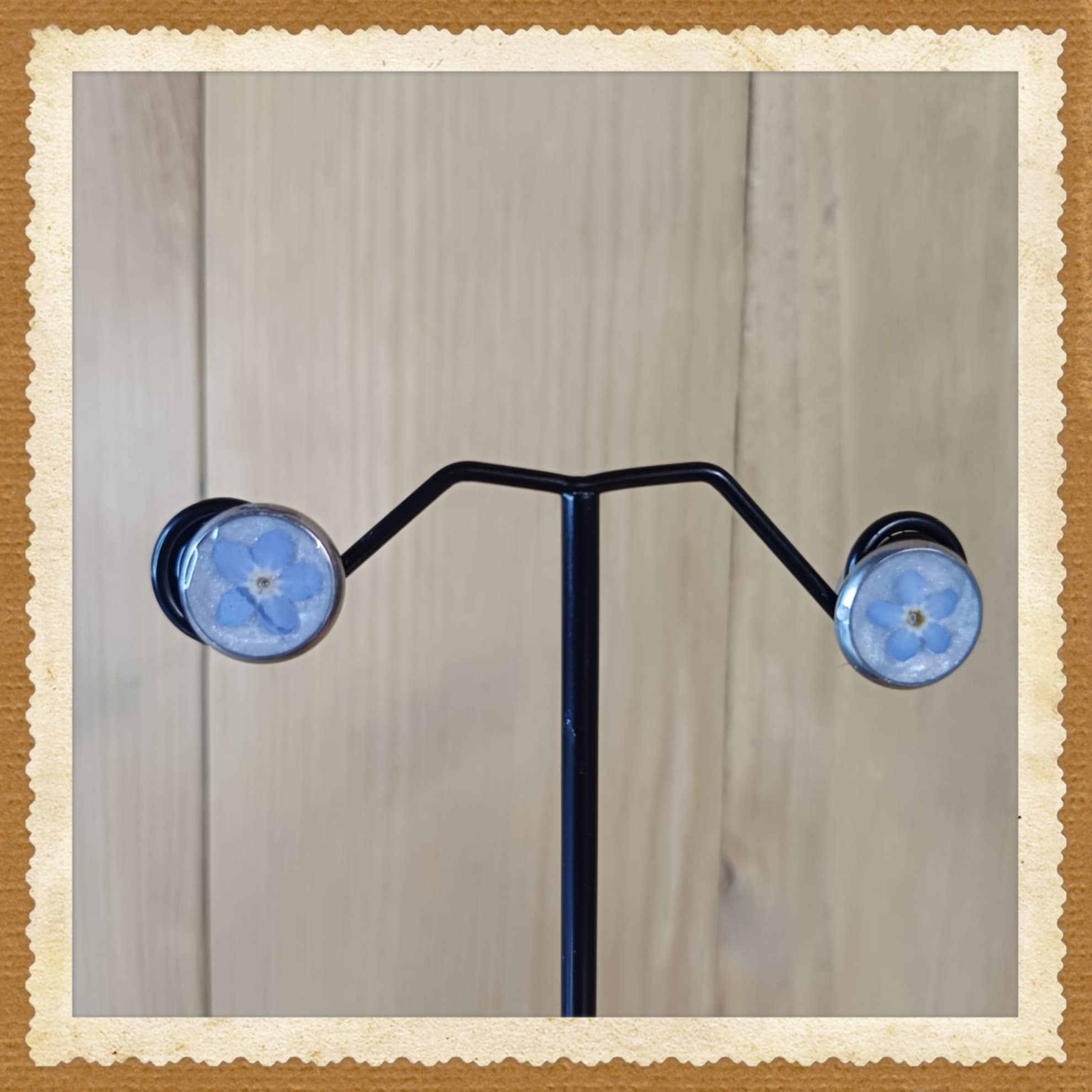 Puces d'oreilles Myosotis