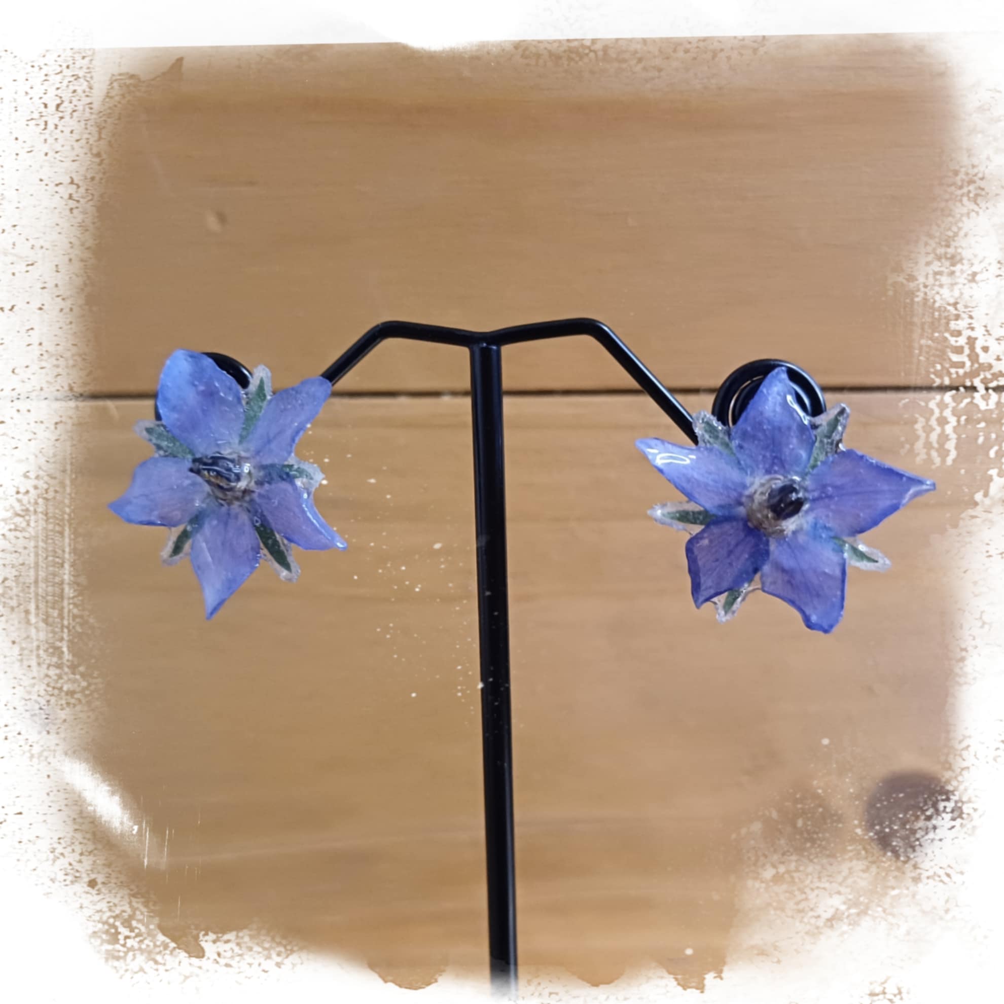 Puces d'oreilles Bourrache