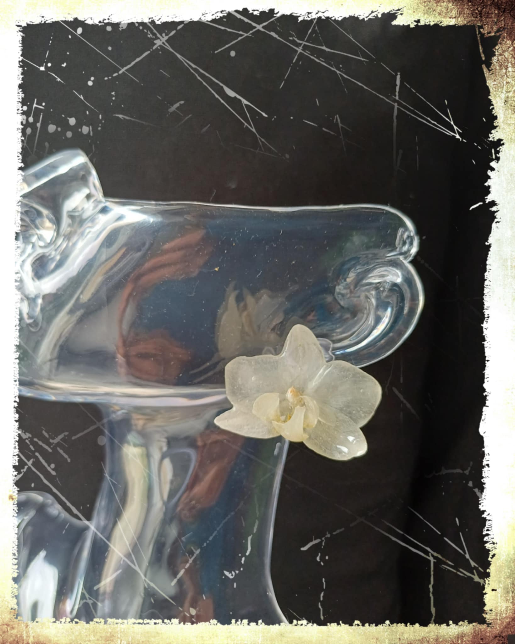 Puces d'oreilles Orchidées blanches