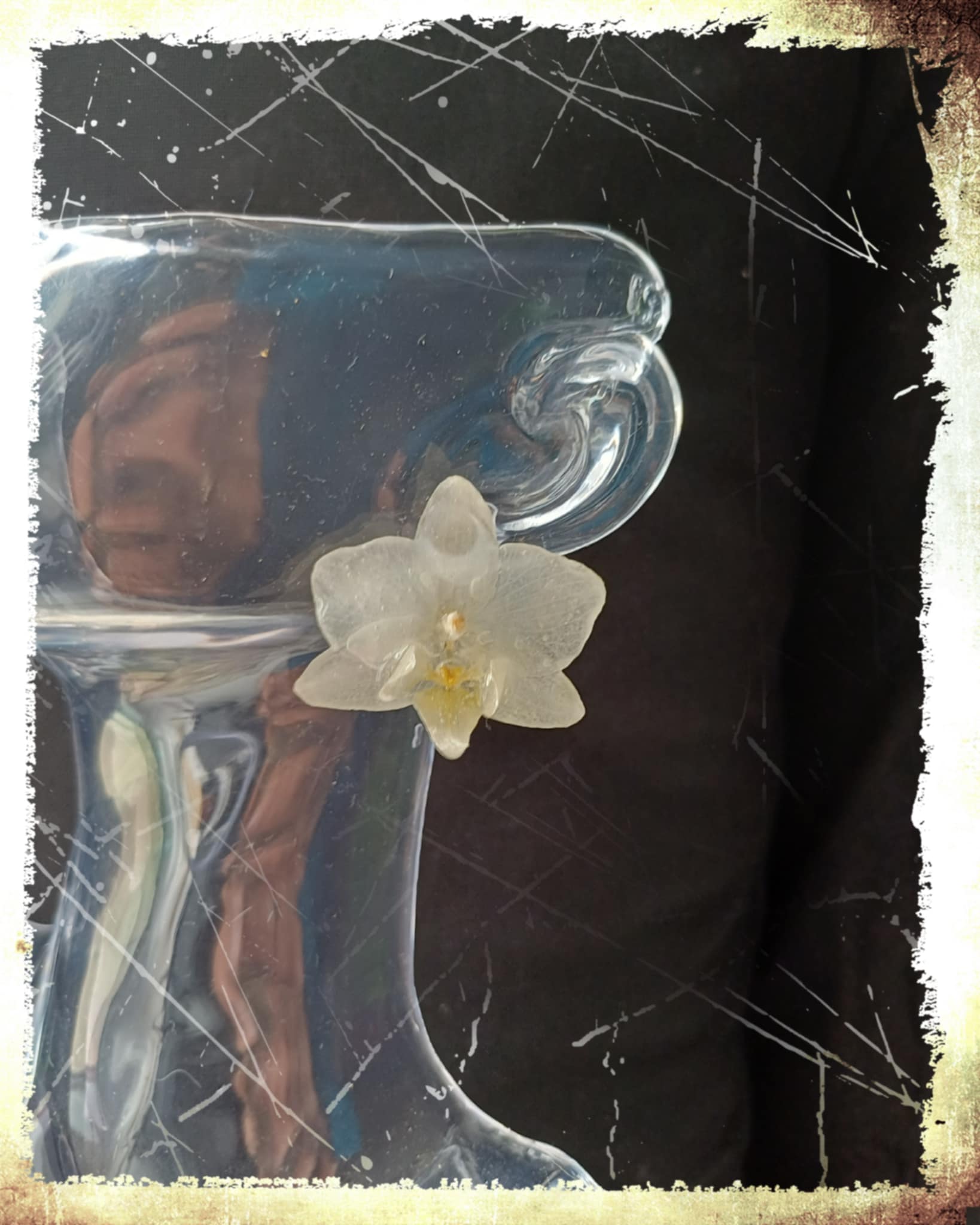 Puces d'oreilles Orchidées blanches