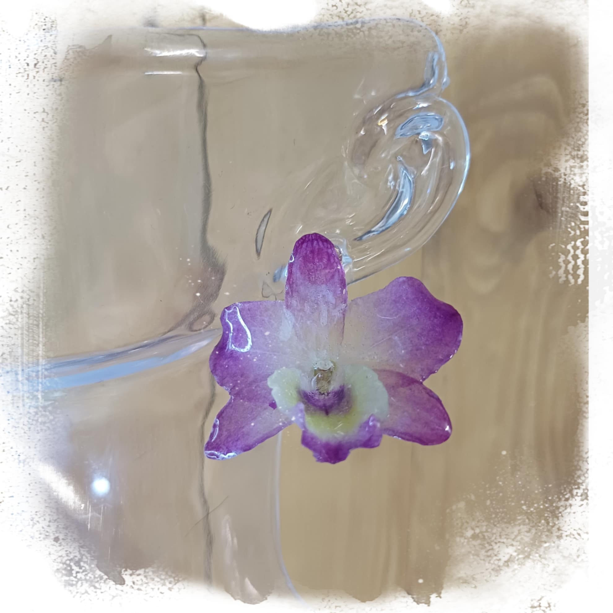 Puces d'oreilles Dendrobium