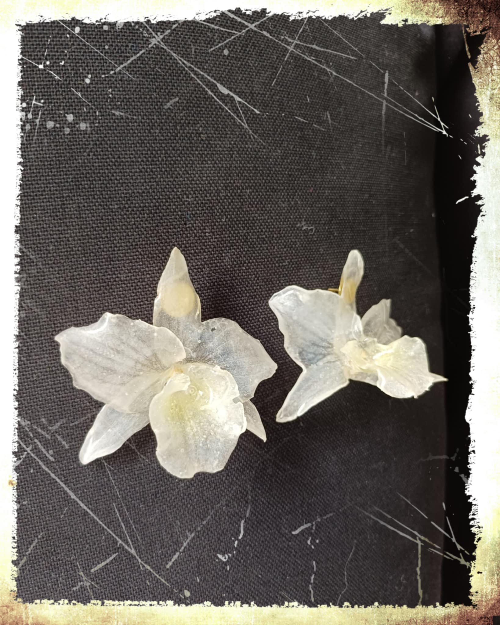 Puces d'oreilles orchidées Dendrobium blanches 