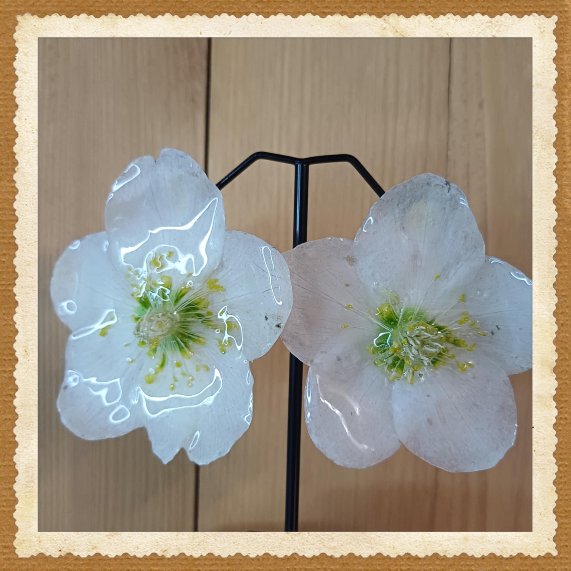 Puces d'oreilles Hellébores blanches