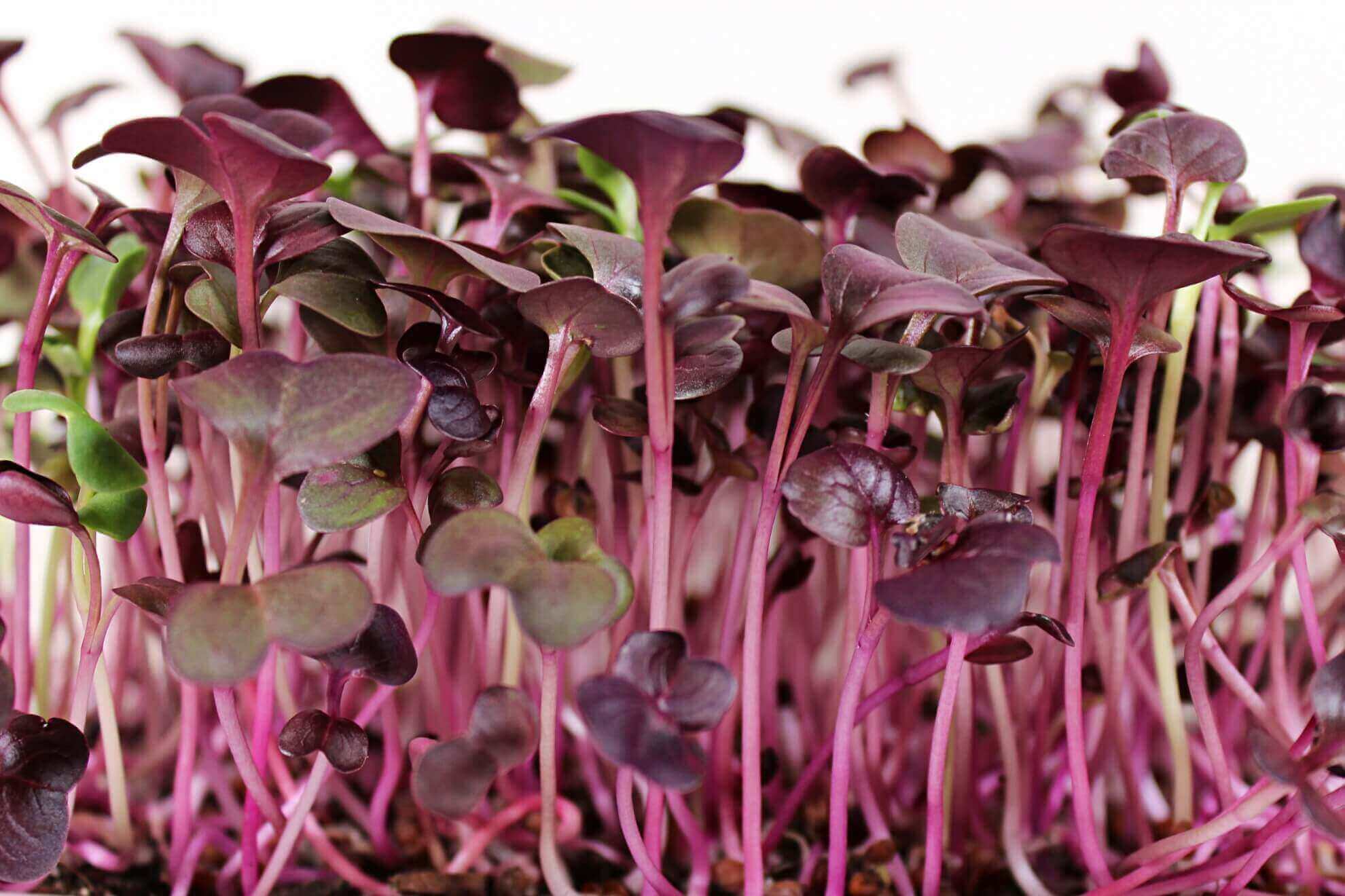 Purple Radish Microgreens