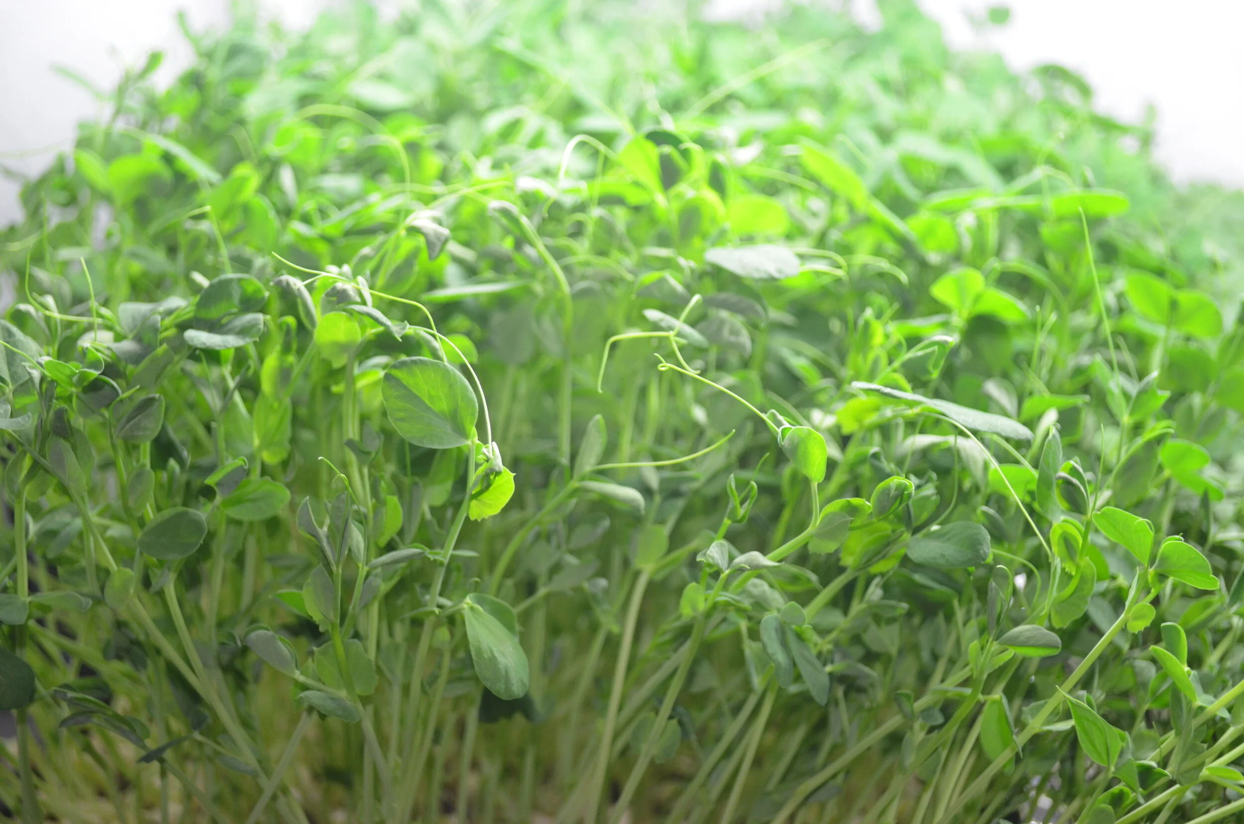 Speckeled Pea Microgreens