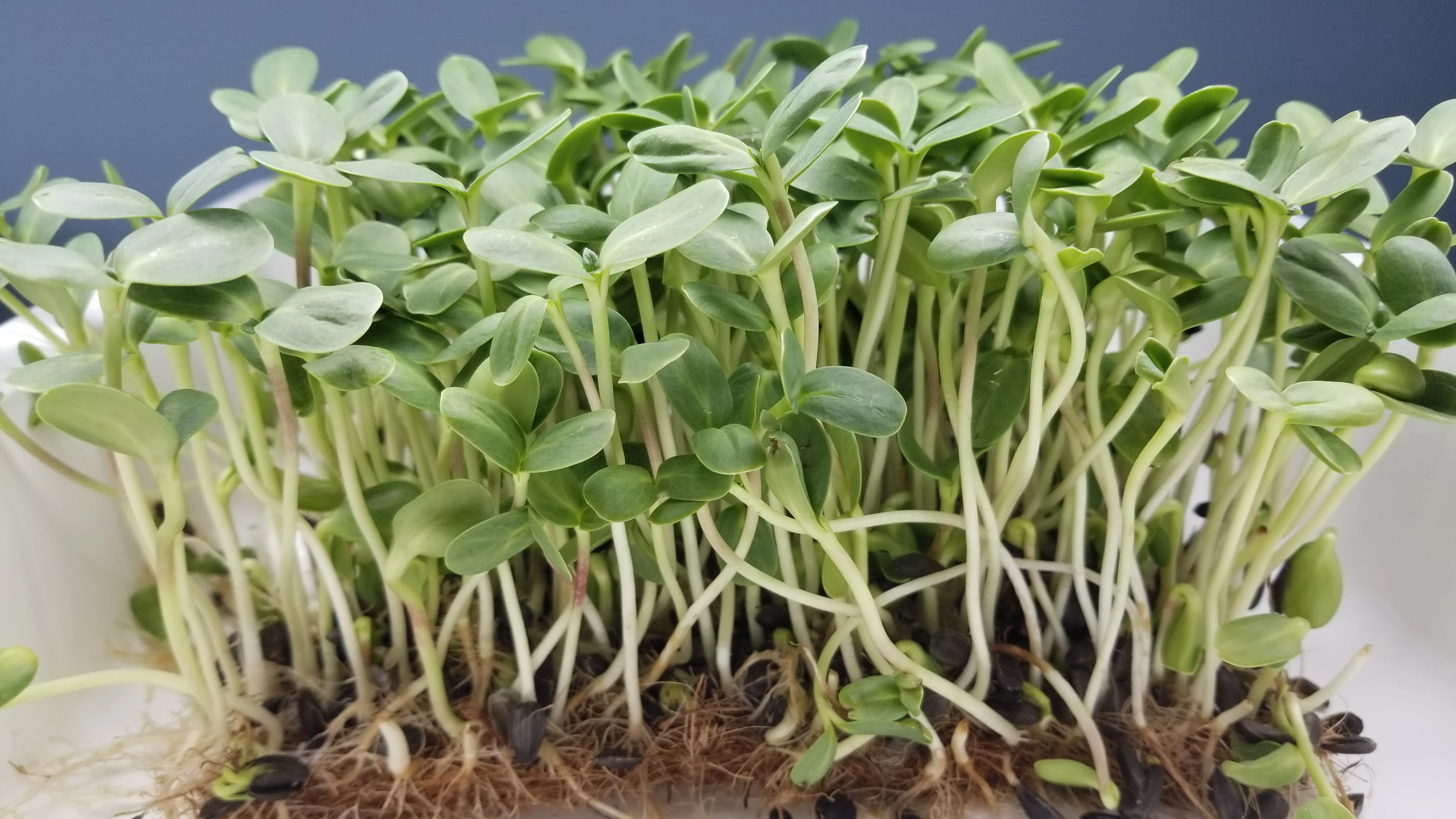Sunflower Microgreens