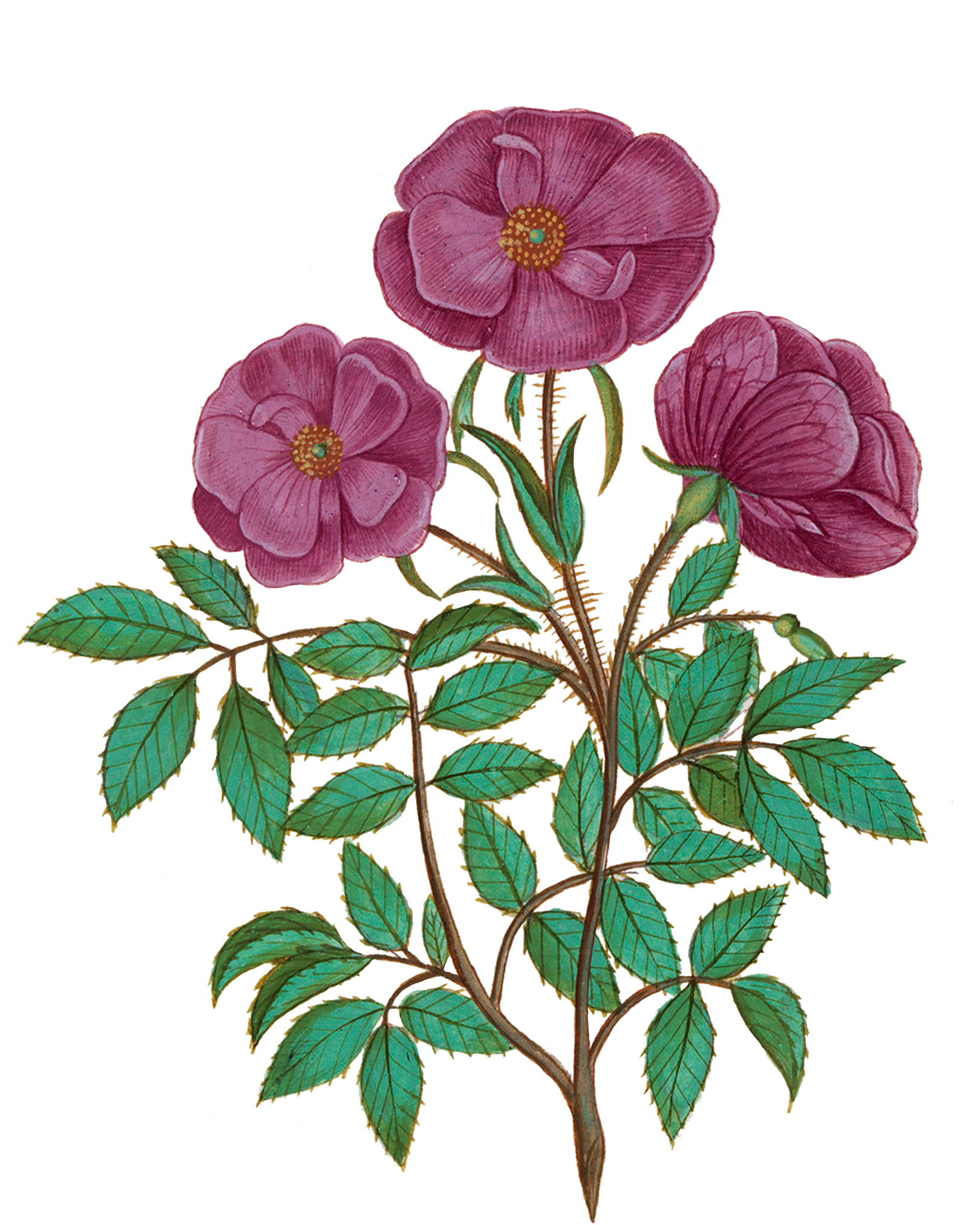 Averygreenery Tea <COMING SOON!>