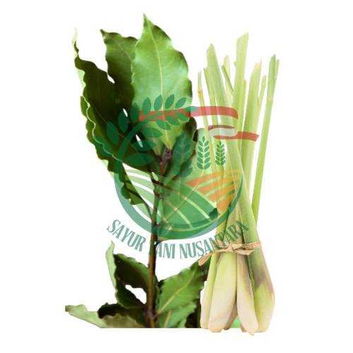 Daun Salam dan Sereh
