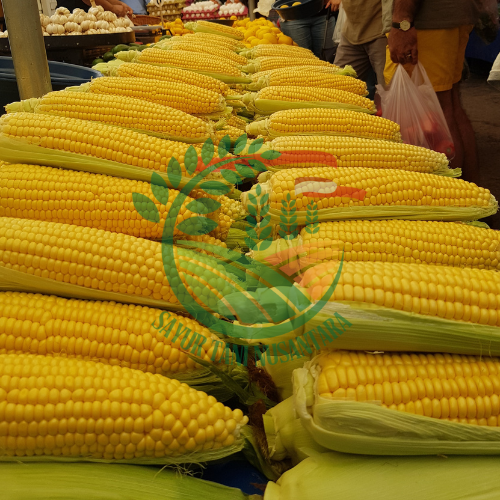 Jagung 1 Pcs