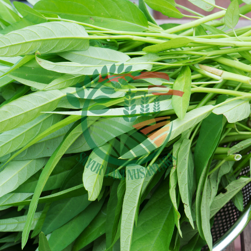 Kangkung 1 ikat