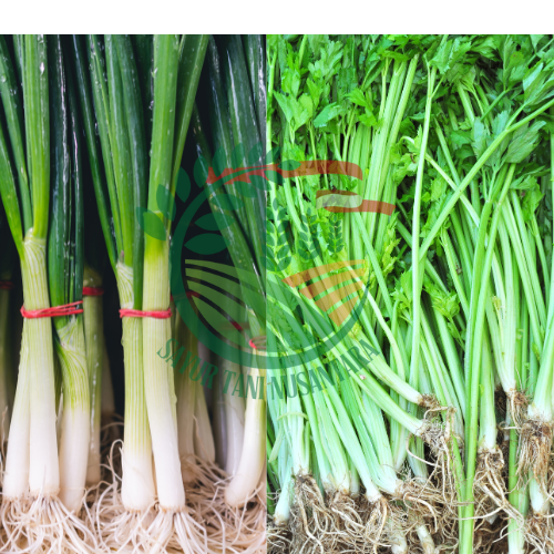 Paket Daun Bawang & Seledri