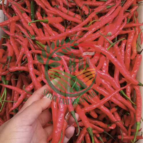 Cabai merah Kriting / 500 gram