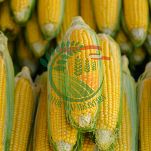 Jagung 1 Pcs