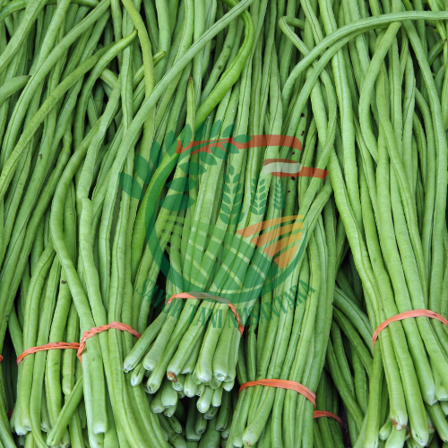 Kacang Panjang / 500 gram