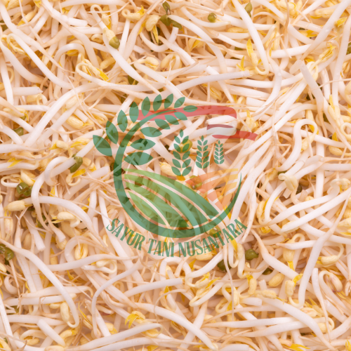 Tauge / Toge  / 500 gram