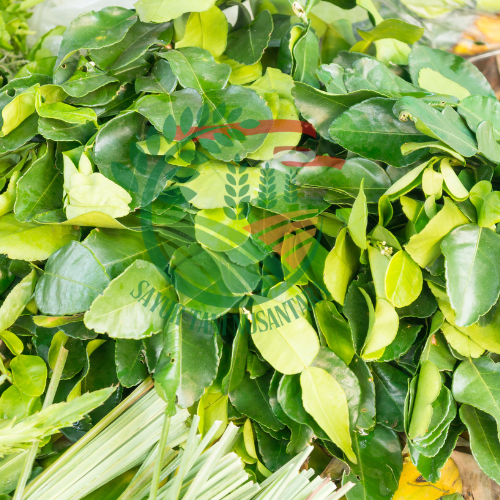 Daun Jeruk