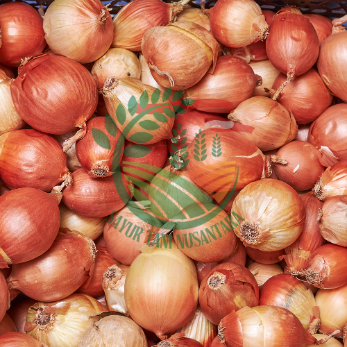 Bawang Bombay / 500 gram