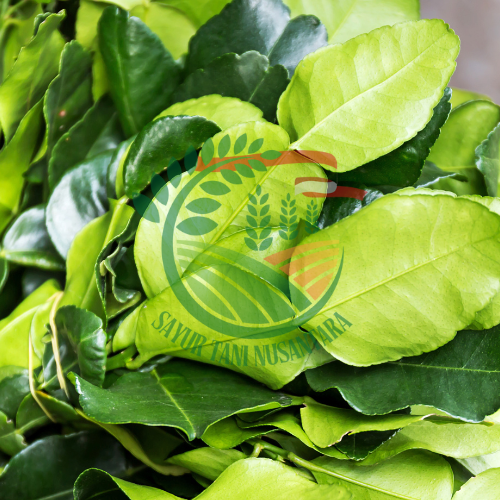 Daun Jeruk