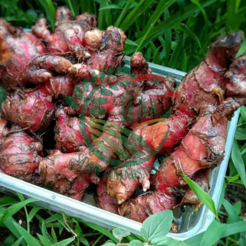Jahe Merah / 500 gram