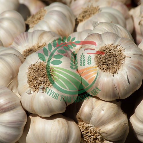 Bawang Putih / 500 gram