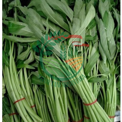 Kangkung 1 ikat