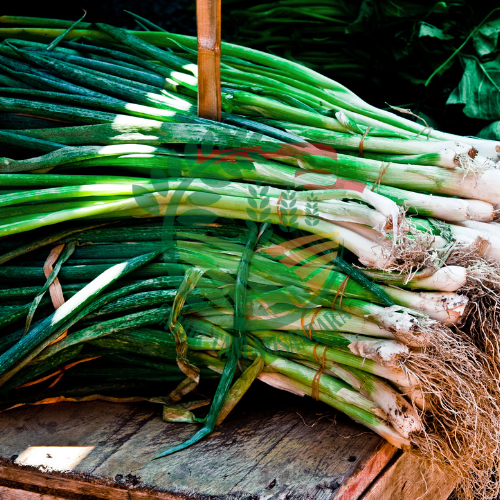 Daun bawang / 500 gram
