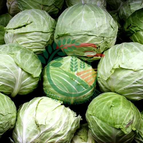 Kubis / Kol per buah | 800 - 1000 gram