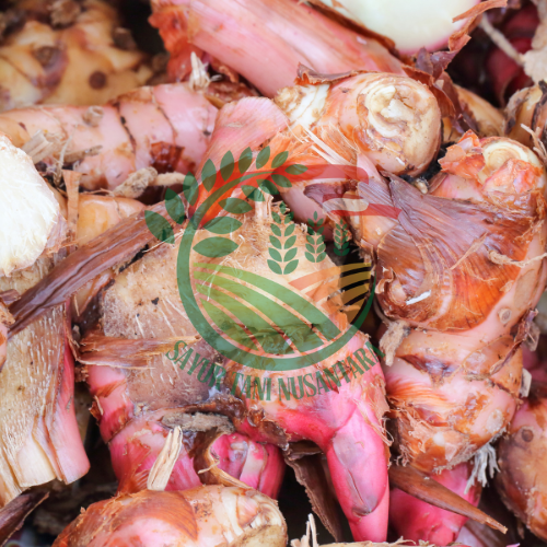 Jahe Merah / 500 gram