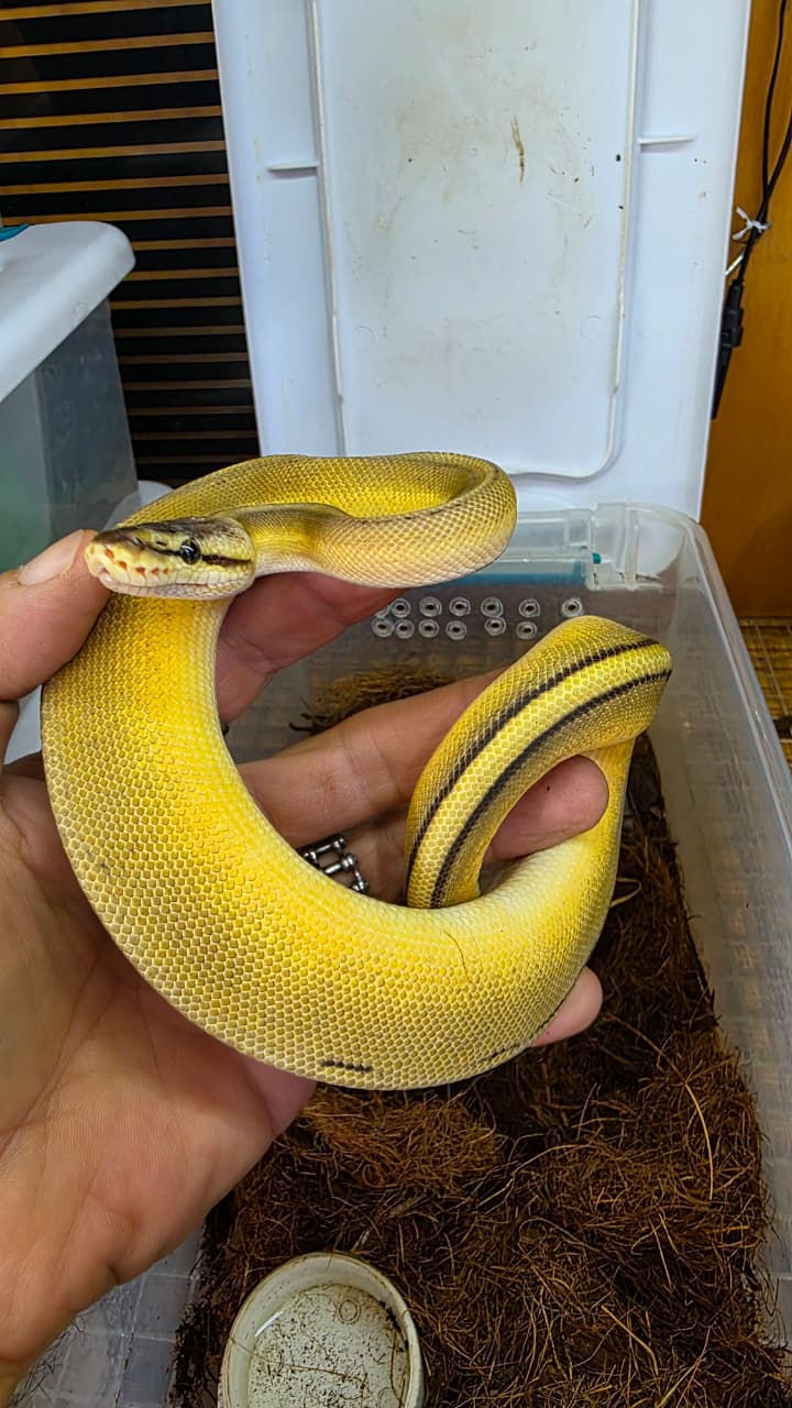 Piton bola - Gs super pastel