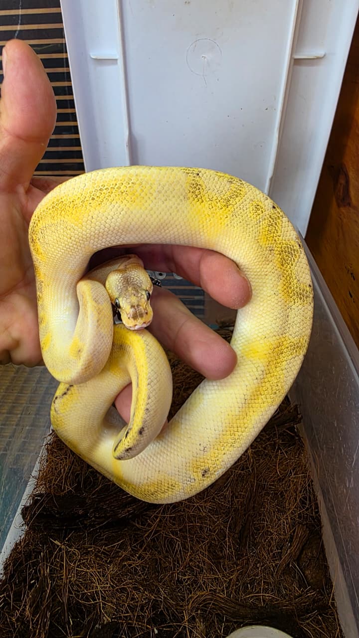Piton bola - ivory enchi pastel