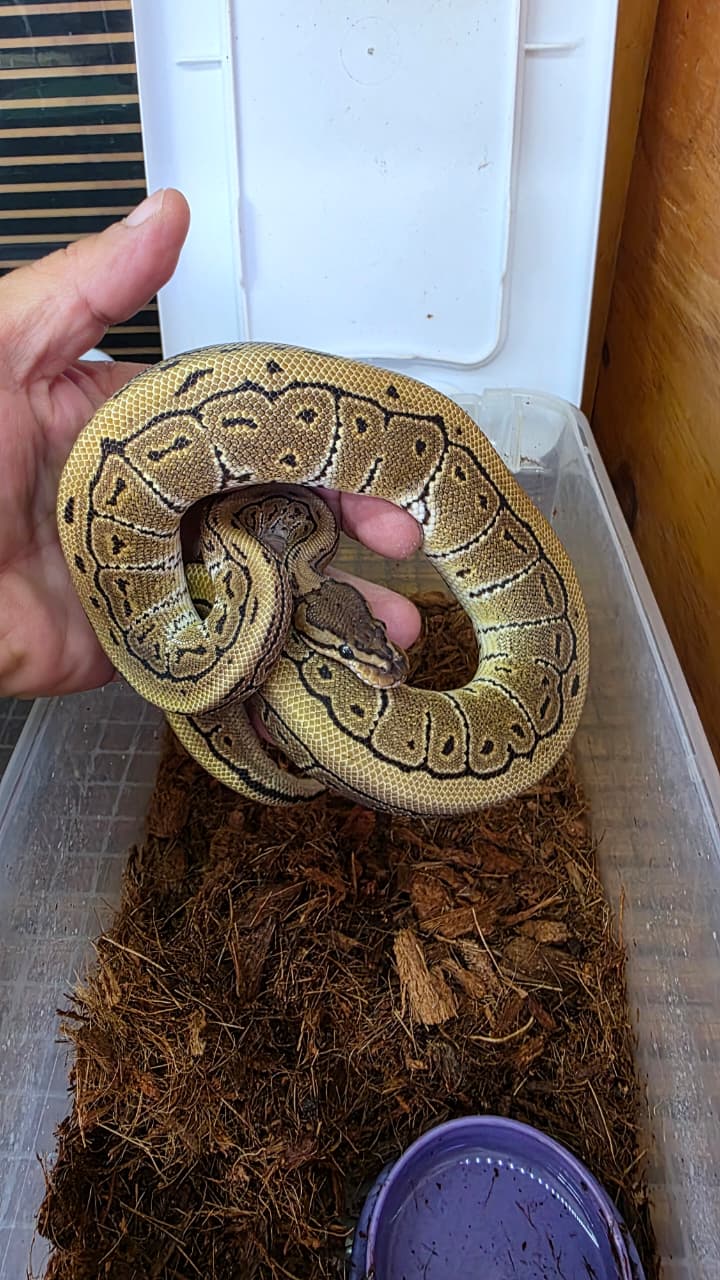 Piton bola - Pinstripe het clown