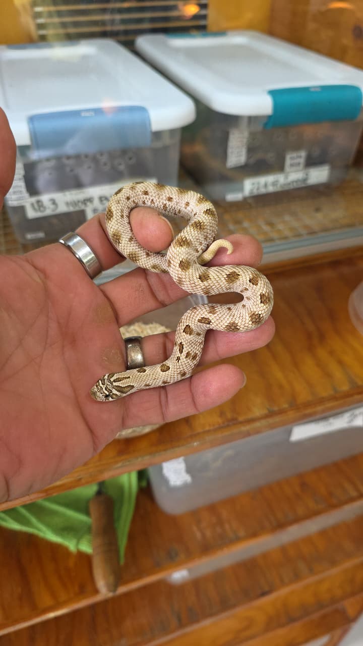 Hognose Nariz de cerdo