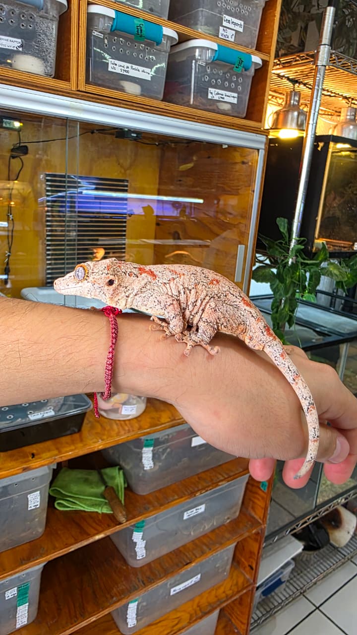 Gecko Gargola macho Reproductor