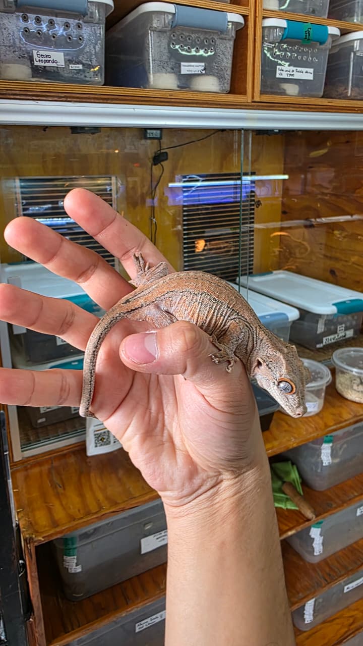 Gecko Gargola hembra reproductora