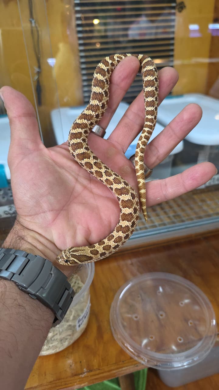 Hognose Nariz de cerdo