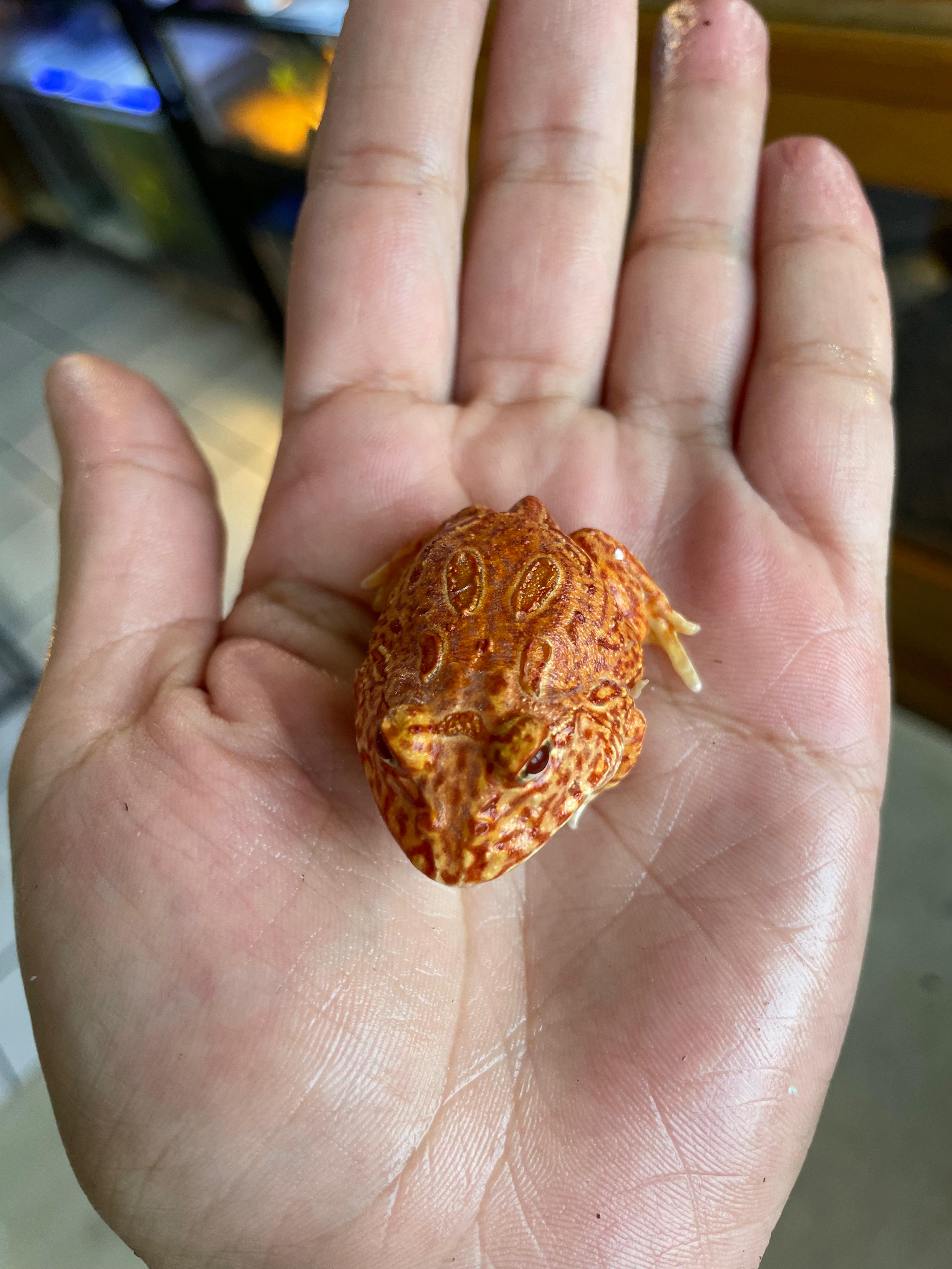 Rana pacman Coral Blaze