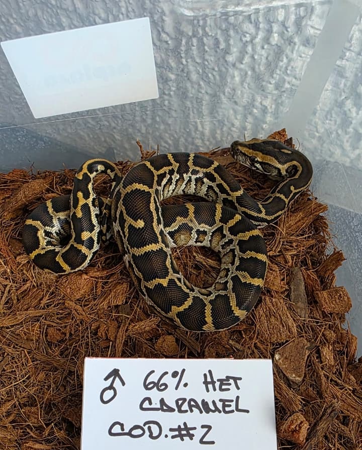 Piton burmes nominal 66% het caramel macho