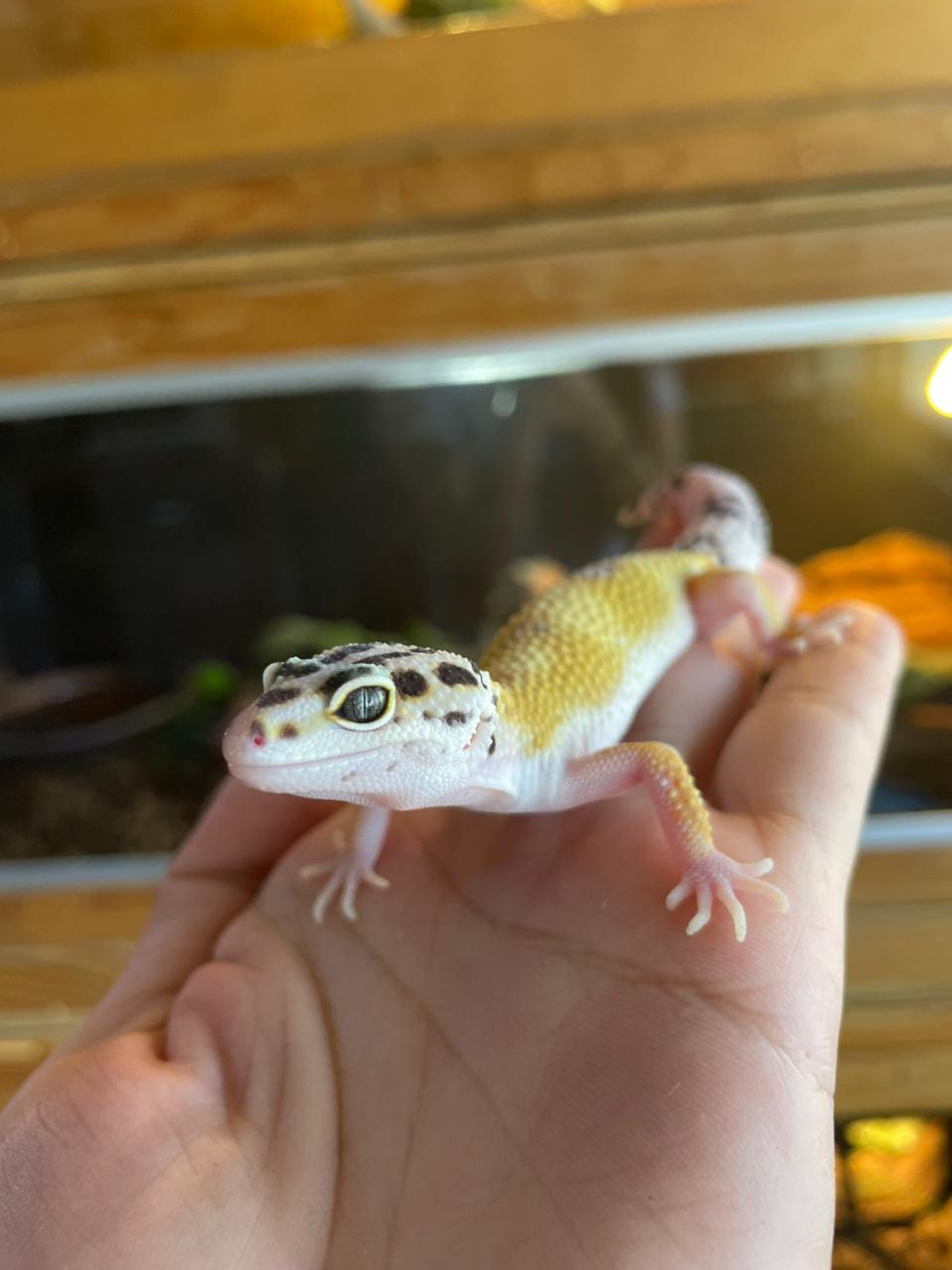 Gecko leopardo - Hypo hembra