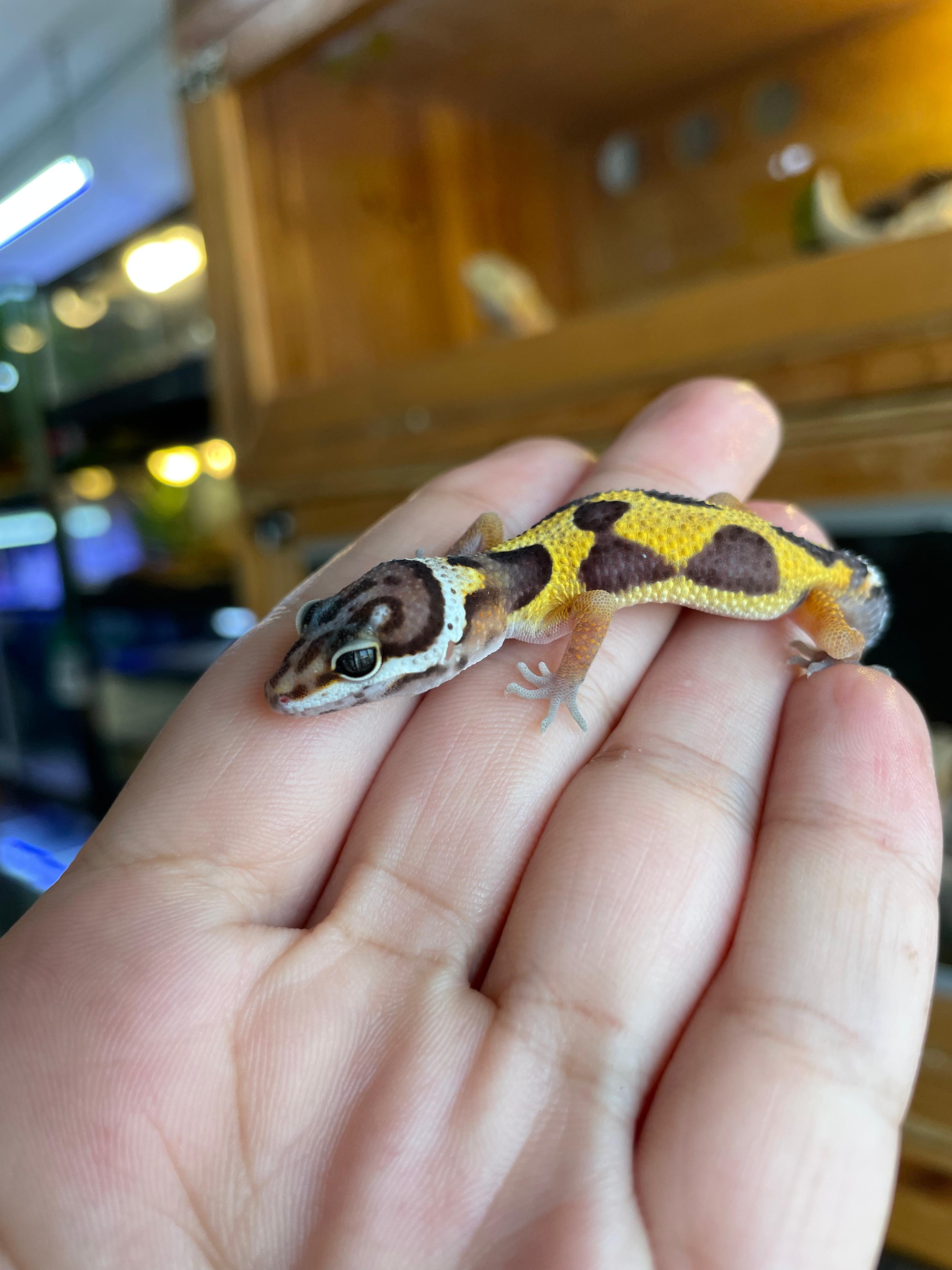 Gecko leopardo cria Cod. 1