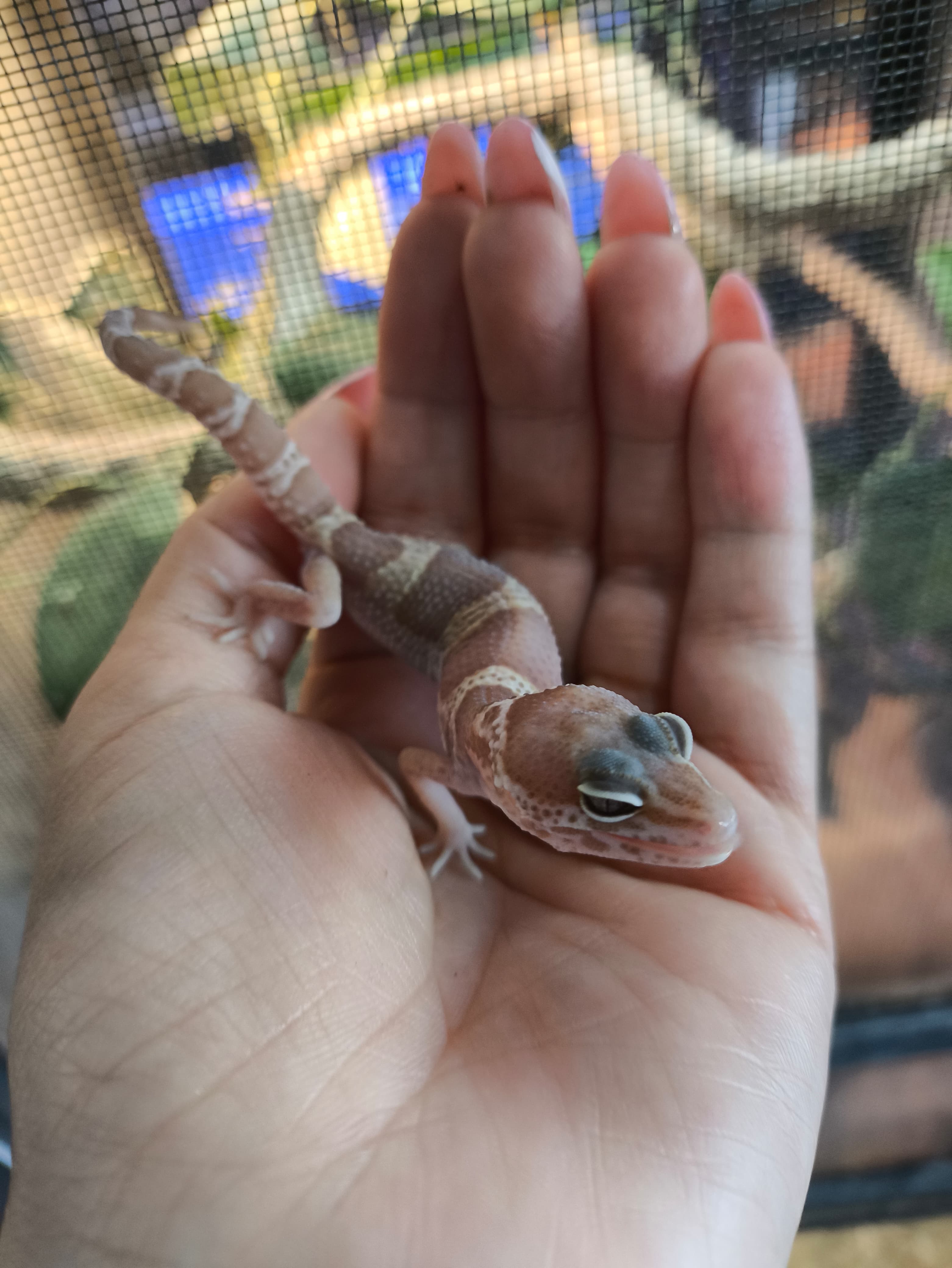 Gecko leopardo cod. 4