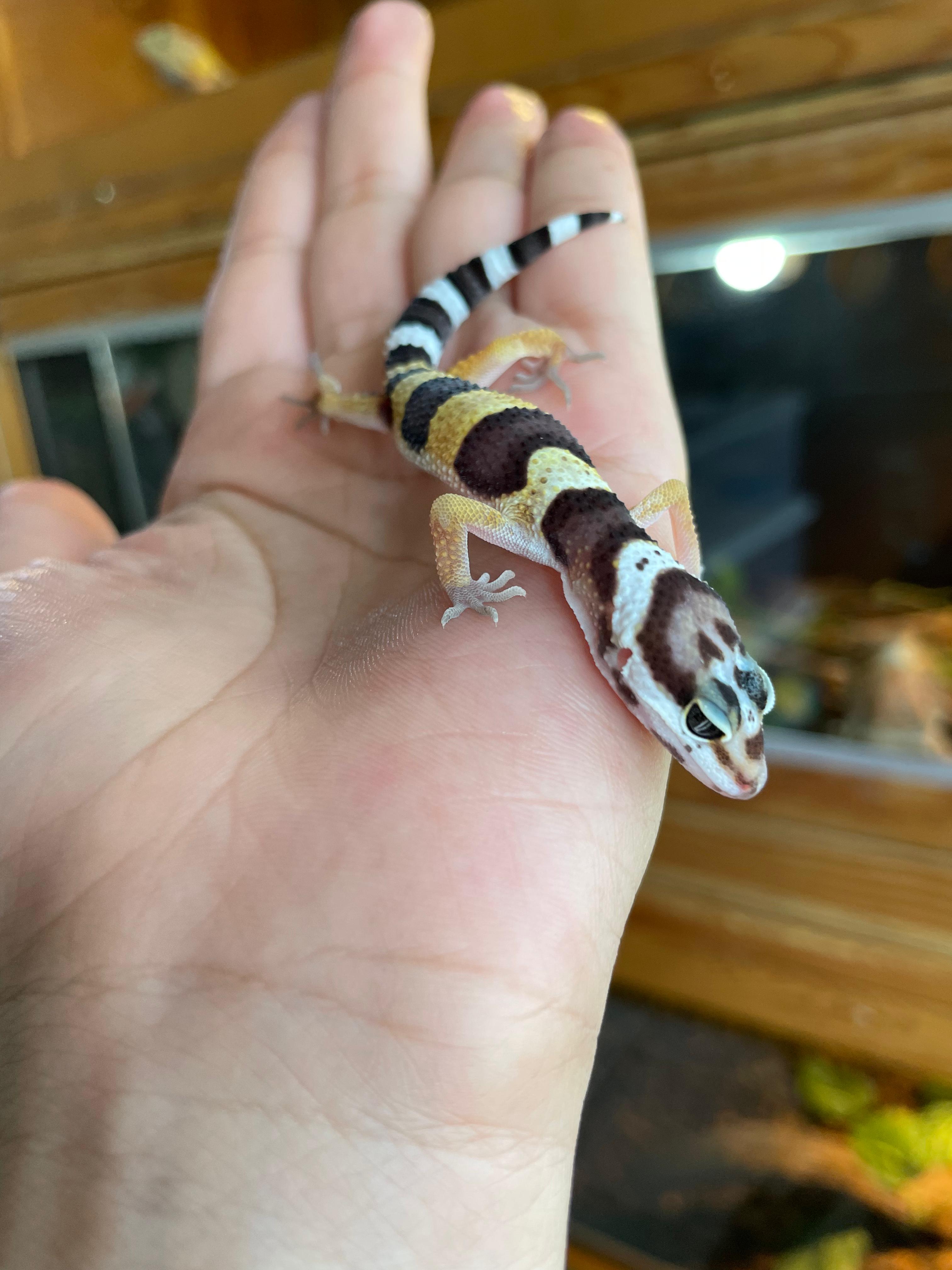 Gecko leopardo cria cod. 2