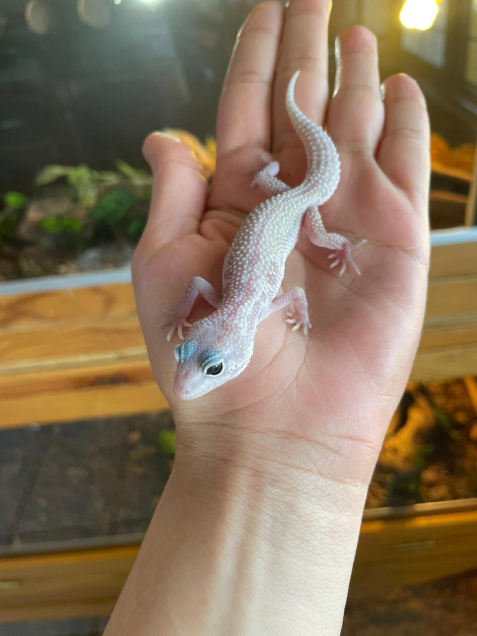 Gecko leopardo - Mck Snow Leucistico