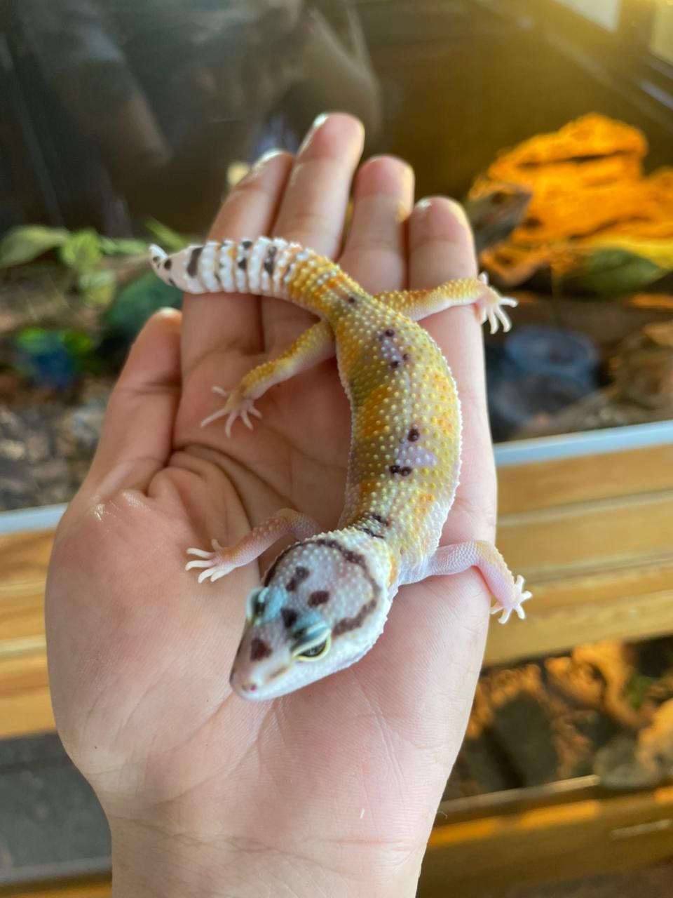 Gecko leopardo - Hipo