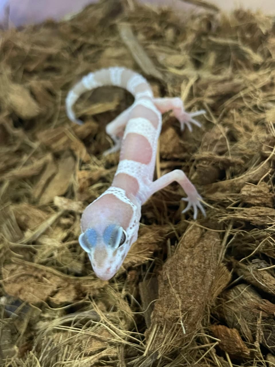 Gecko leopardo Cod 1