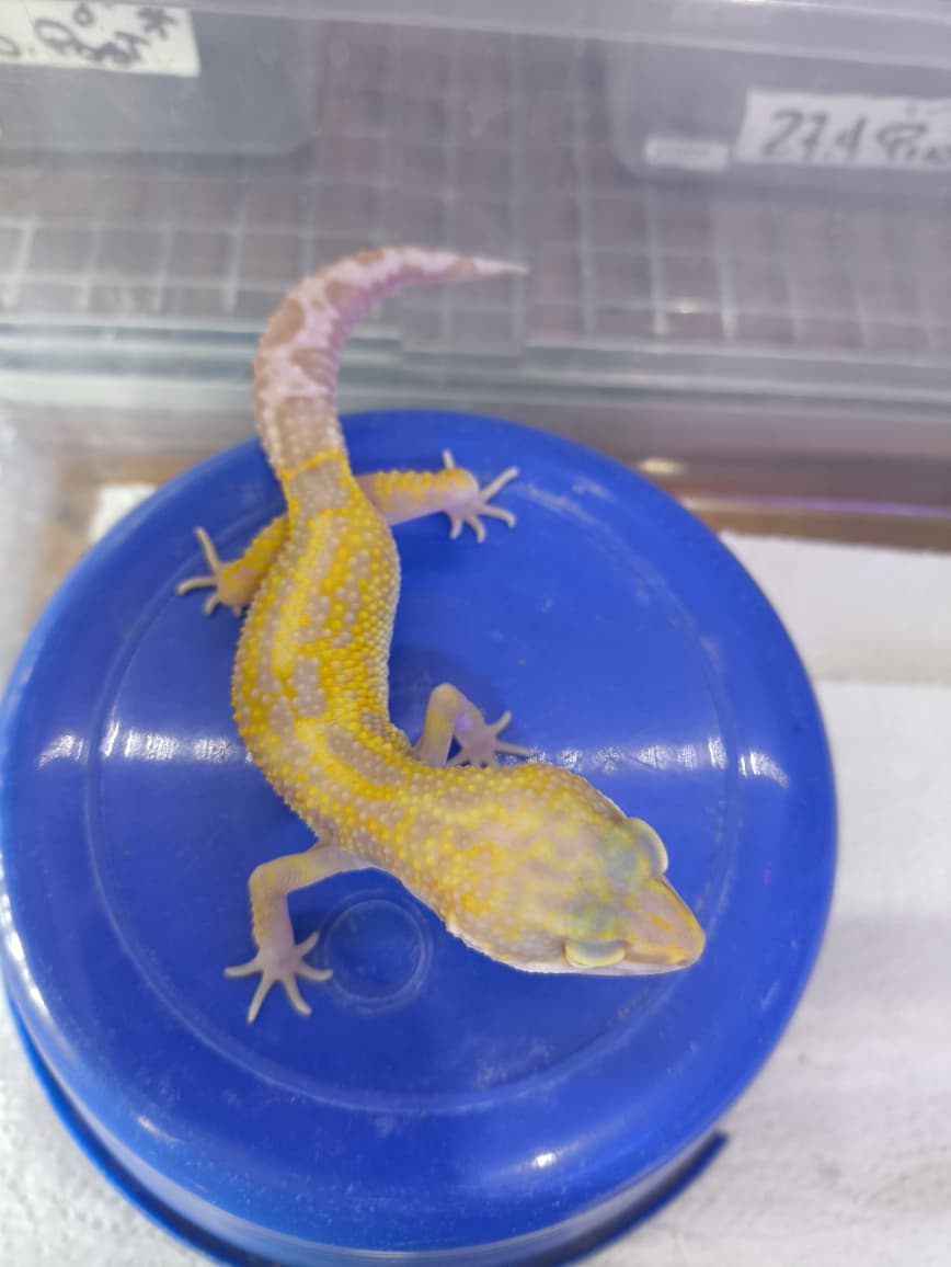 Gecko leopardo tangerine raptor macho