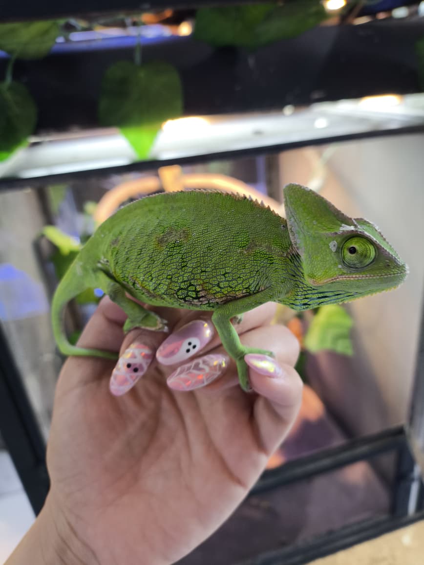 Camaleon de velo juvenil