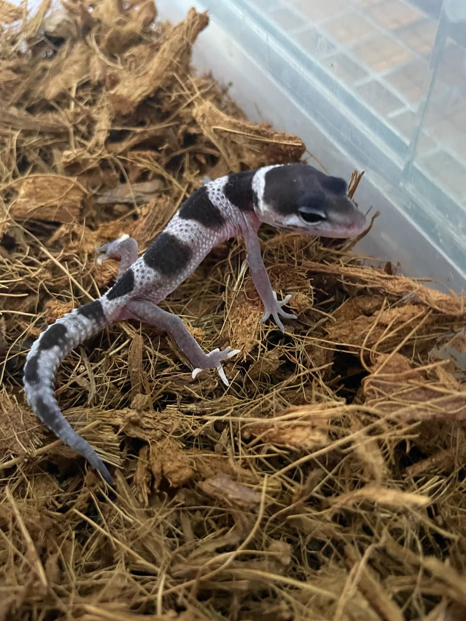 Gecko leopardo Cod 2